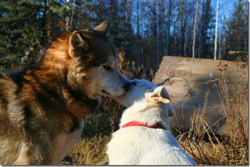 IMG_3595 IMG_3595