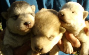 3amigos 3amigos