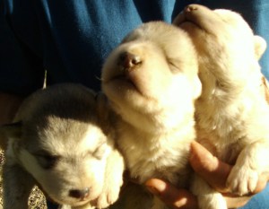 3amigos_2 3amigos_2